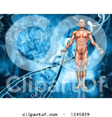 Clipart of a 3d Man with Visible Muscle Map, Standing over a Brain and Dna Background - Royalty Free Illustration by KJ Pargeter