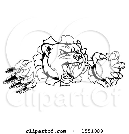 Clipart of a Black and White Vicious Aggressive Bear Mascot Slashing Through a Wall with a Baseball in a Paw - Royalty Free Vector Illustration by AtStockIllustration