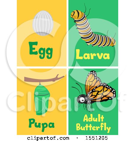Clipart of Flash Cards of the Life Cycles of a Monarch Butterfly - Royalty Free Vector Illustration by BNP Design Studio