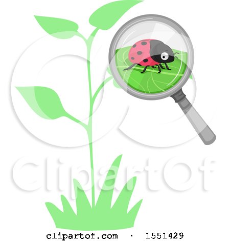 Clipart of a Magnifying Glass Focused on a Ladybug on a Leaf - Royalty Free Vector Illustration by BNP Design Studio