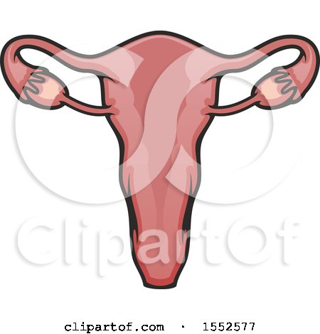 Clipart of a Uterus, Human Anatomy - Royalty Free Vector Illustration by Vector Tradition SM