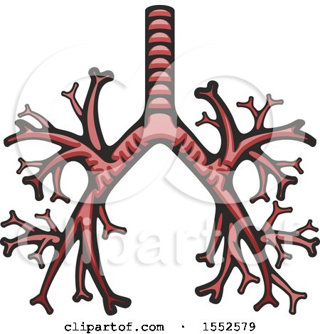Clipart of a Bronchus, Human Anatomy - Royalty Free Vector Illustration by Vector Tradition SM