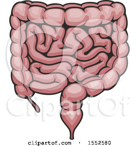 Clipart of a Colon, Human Anatomy - Royalty Free Vector Illustration by Vector Tradition SM