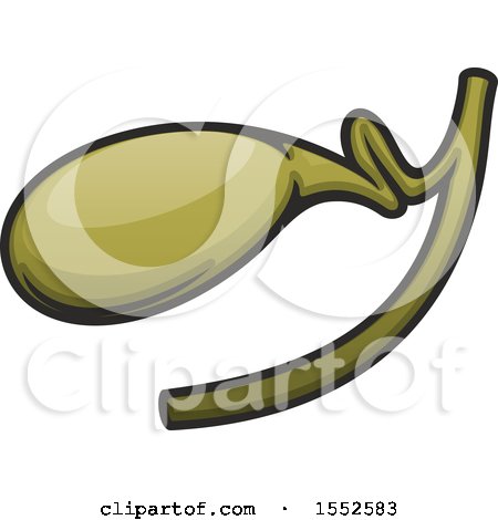 Clipart of a Gallbladder, Human Anatomy - Royalty Free Vector Illustration by Vector Tradition SM