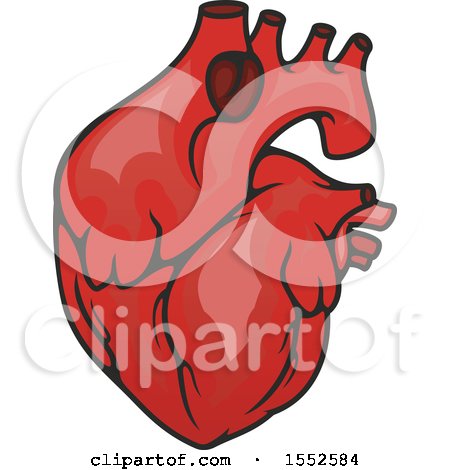 Clipart of a Heart, Human Anatomy - Royalty Free Vector Illustration by Vector Tradition SM