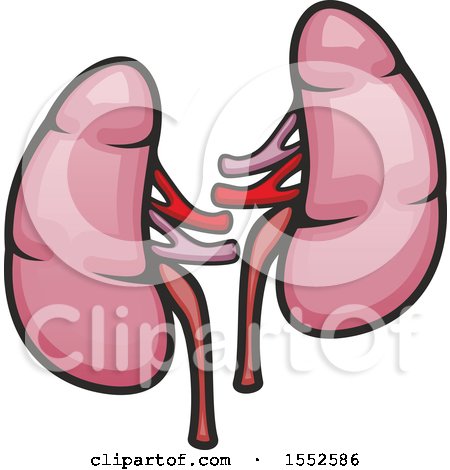 Clipart of Kidneys, Human Anatomy - Royalty Free Vector Illustration by Vector Tradition SM
