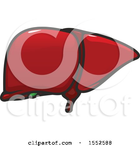Clipart of a Liver, Human Anatomy - Royalty Free Vector Illustration by Vector Tradition SM