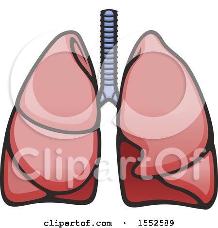 Clipart of a Pair of Lungs, Human Anatomy - Royalty Free Vector Illustration by Vector Tradition SM