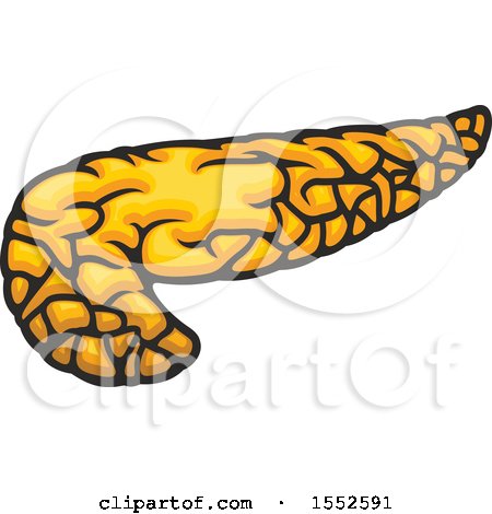 Clipart of a Pancreas, Human Anatomy - Royalty Free Vector Illustration by Vector Tradition SM
