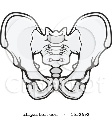 Clipart of a Pelvis, Human Anatomy - Royalty Free Vector Illustration by Vector Tradition SM