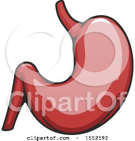 Clipart of a Stomach, Human Anatomy - Royalty Free Vector Illustration by Vector Tradition SM