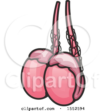 Clipart of Testicles, Human Anatomy - Royalty Free Vector Illustration by Vector Tradition SM