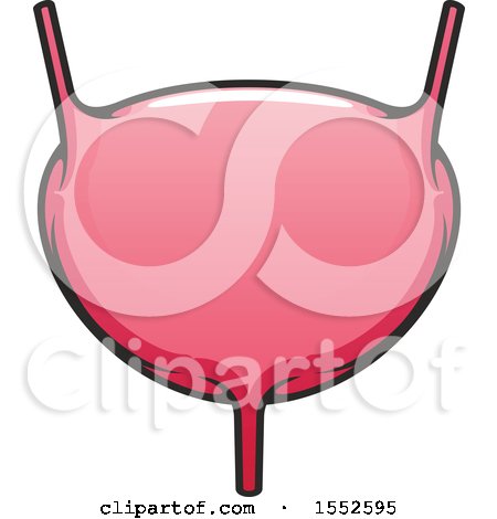 Clipart of a Bladder, Human Anatomy - Royalty Free Vector Illustration by Vector Tradition SM