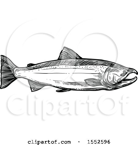 Clipart of a Sketched Black and White Coho Salmon - Royalty Free Vector Illustration by Vector Tradition SM