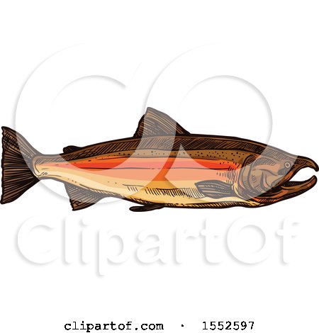 Clipart of a Sketched Coho Salmon - Royalty Free Vector Illustration by Vector Tradition SM