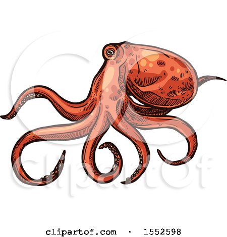 Clipart of a Sketched Octopus - Royalty Free Vector Illustration by Vector Tradition SM