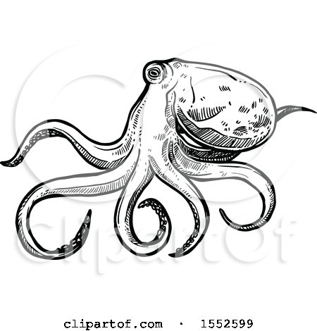 Clipart of a Sketched Black and White Octopus - Royalty Free Vector Illustration by Vector Tradition SM