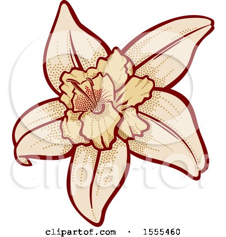 Clipart of a Vanilla Flower - Royalty Free Vector Illustration by Any Vector