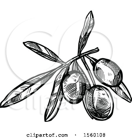 Clipart of a Black and White Sketched Olive Branch - Royalty Free Vector Illustration by Vector Tradition SM