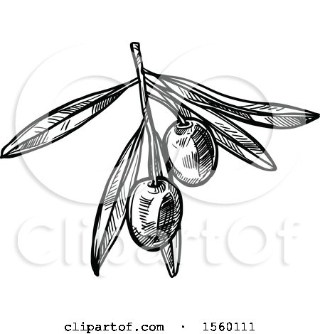 Clipart of a Black and White Sketched Olive Branch - Royalty Free Vector Illustration by Vector Tradition SM