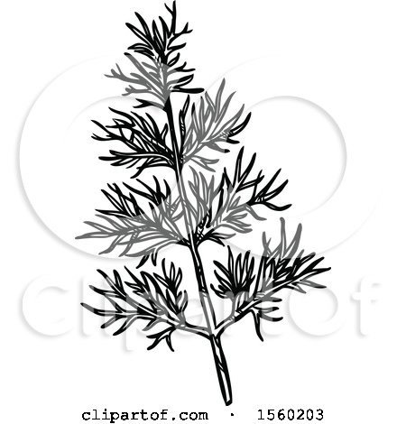 Clipart of Black and White Sketched Fennel - Royalty Free Vector Illustration by Vector Tradition SM