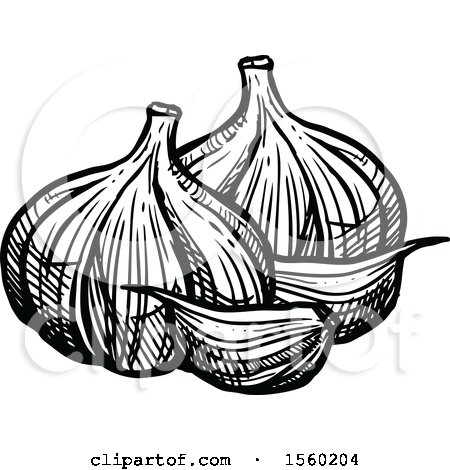 Clipart of Black and White Sketched Garlic - Royalty Free Vector Illustration by Vector Tradition SM