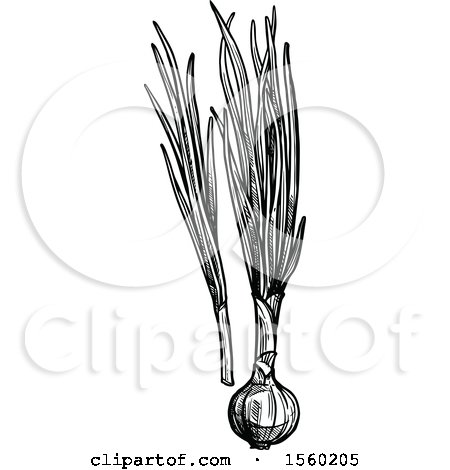 Clipart of Black and White Sketched Green Onions - Royalty Free Vector Illustration by Vector Tradition SM