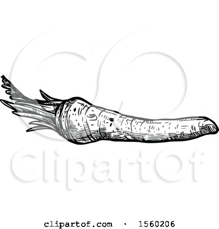 Clipart of a Black and White Sketched Horseradish - Royalty Free Vector Illustration by Vector Tradition SM