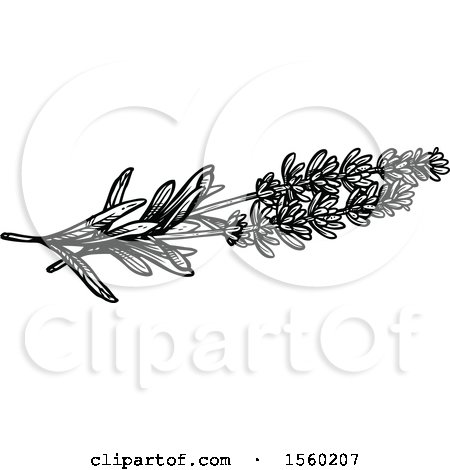 Clipart of Black and White Sketched Lavender - Royalty Free Vector Illustration by Vector Tradition SM