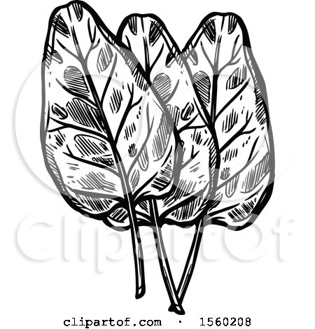 Clipart of Black and White Sketched Sorrel - Royalty Free Vector Illustration by Vector Tradition SM