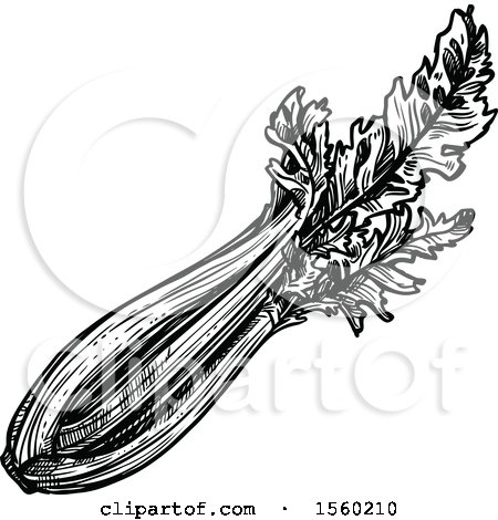 Clipart of Black and White Sketched Celery - Royalty Free Vector Illustration by Vector Tradition SM