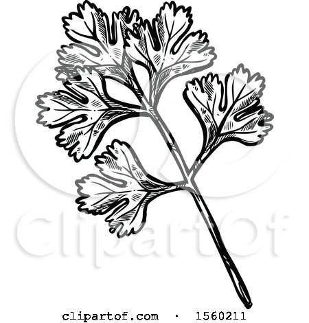 Clipart of Black and White Sketched Cilantro - Royalty Free Vector Illustration by Vector Tradition SM