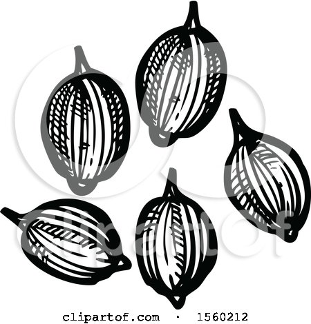 Clipart of Black and White Sketched Coriander - Royalty Free Vector Illustration by Vector Tradition SM