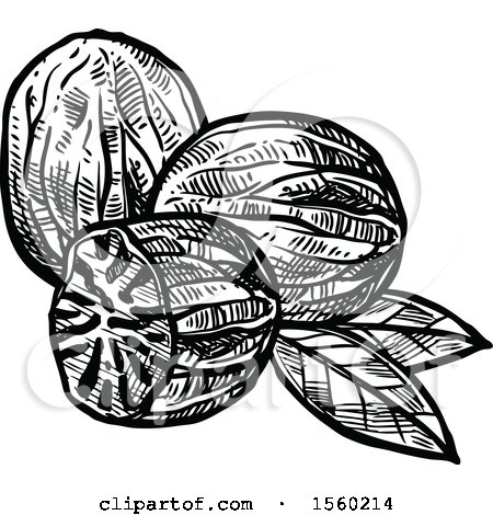 Clipart of Black and White Sketched Nutmeg - Royalty Free Vector Illustration by Vector Tradition SM