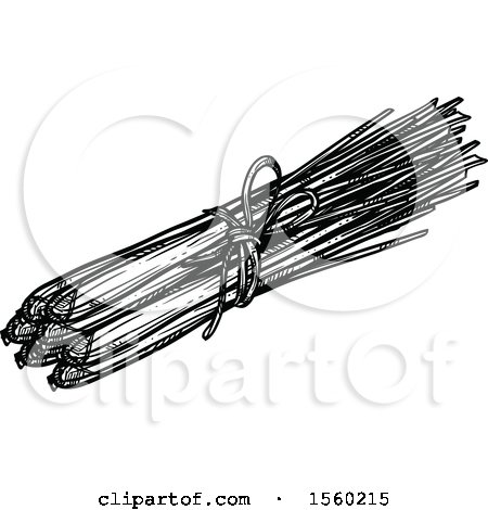 Clipart of Black and White Sketched Lemongrass - Royalty Free Vector Illustration by Vector Tradition SM