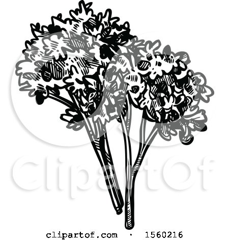 Clipart of Black and White Sketched Parsley - Royalty Free Vector Illustration by Vector Tradition SM