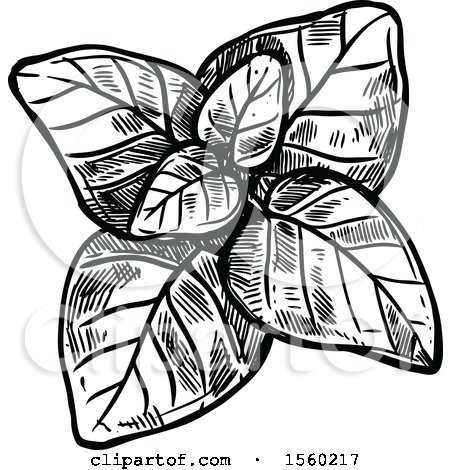 Clipart of Black and White Sketched Marjoram - Royalty Free Vector Illustration by Vector Tradition SM