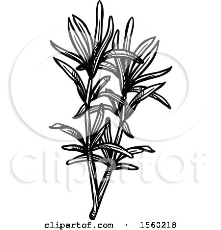 Clipart of Black and White Sketched Savory - Royalty Free Vector Illustration by Vector Tradition SM