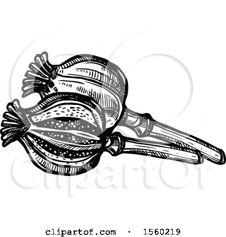 Clipart of Black and White Sketched Poppy Pods - Royalty Free Vector Illustration by Vector Tradition SM