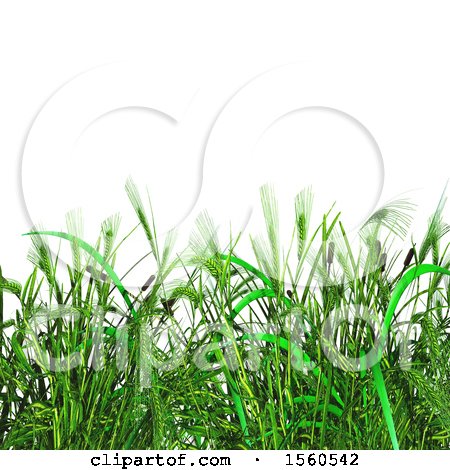 Clipart of a 3D Render of Green Grass and Wheat on a White Background - Royalty Free Illustration by KJ Pargeter