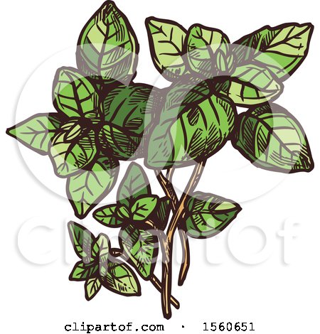 Clipart of Sketched Oregano - Royalty Free Vector Illustration by Vector Tradition SM