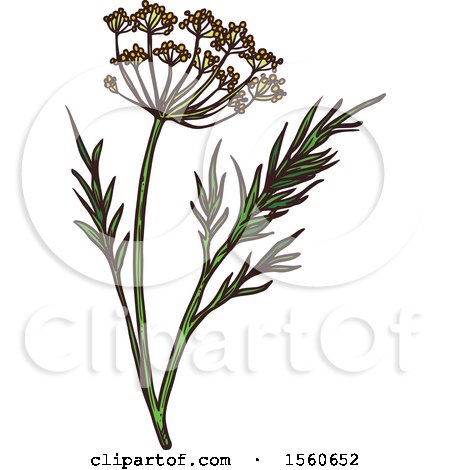 Clipart of Sketched Dill - Royalty Free Vector Illustration by Vector Tradition SM