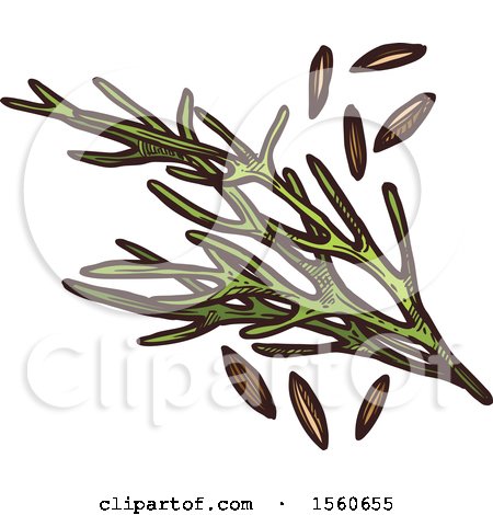 Clipart of Sketched Cumin - Royalty Free Vector Illustration by Vector Tradition SM