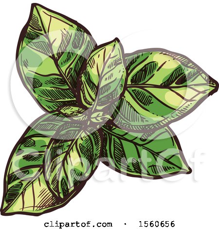 Clipart of a Sketched Basil Plant - Royalty Free Vector Illustration by Vector Tradition SM