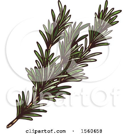 Clipart of Sketched Rosemary - Royalty Free Vector Illustration by Vector Tradition SM