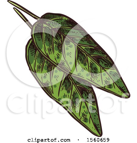 Clipart of Sketched Sage Leaves - Royalty Free Vector Illustration by Vector Tradition SM