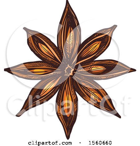 Clipart of Sketched Star Anise - Royalty Free Vector Illustration by Vector Tradition SM