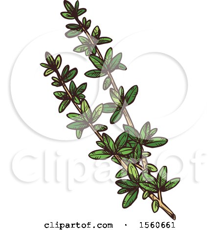 Clipart of Sketched Thyme - Royalty Free Vector Illustration by Vector Tradition SM