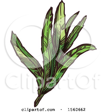 Clipart of Sketched Tarragon - Royalty Free Vector Illustration by Vector Tradition SM
