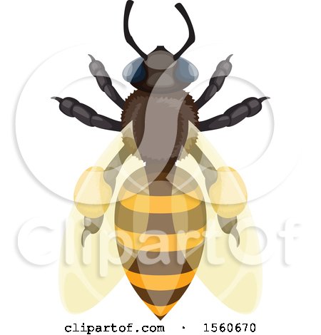 Clipart of a Honey Bee - Royalty Free Vector Illustration by Vector Tradition SM